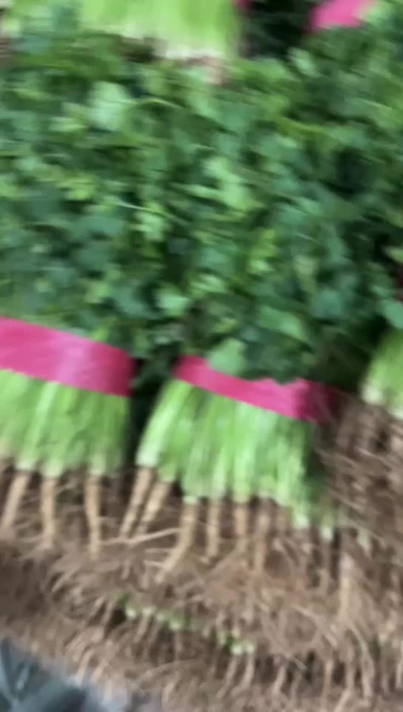 香菜