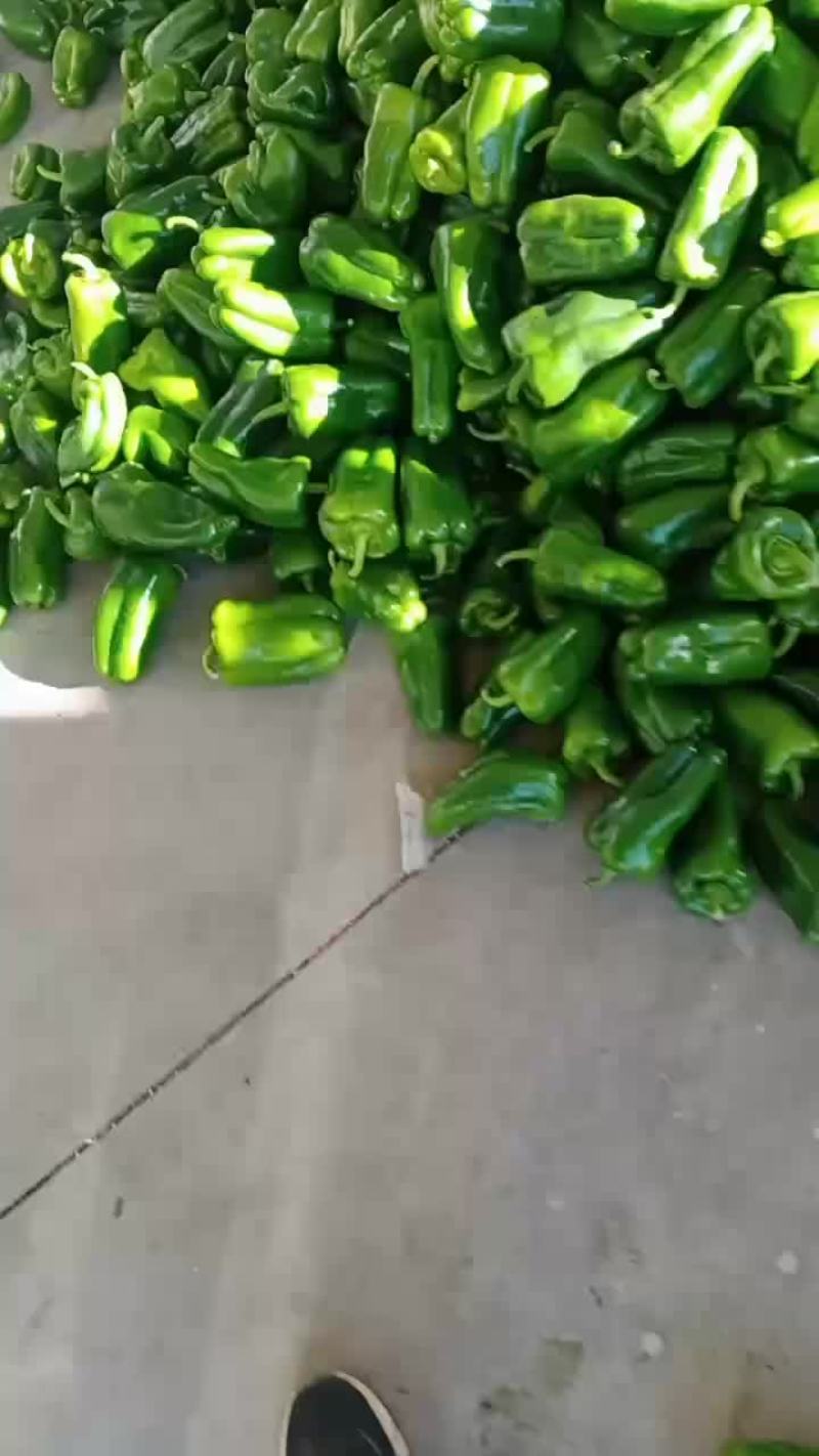 一级园椒