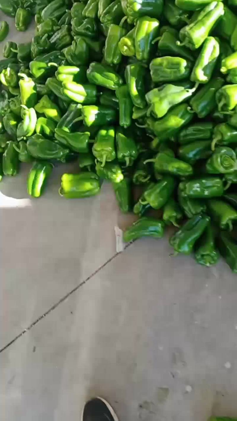 一级园椒