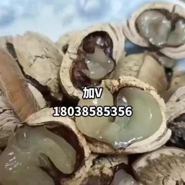 野生风流果