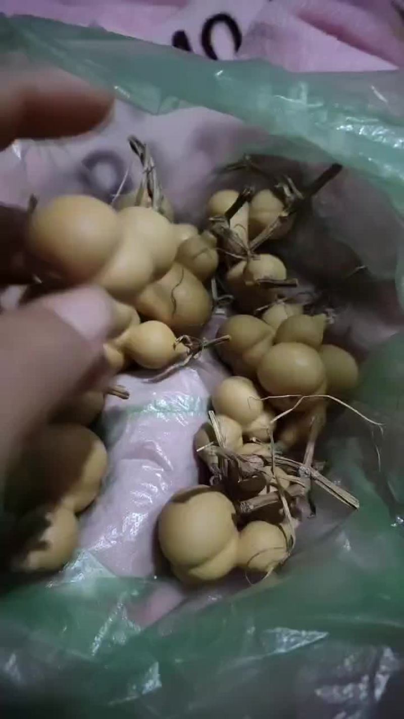 金蟾葫芦