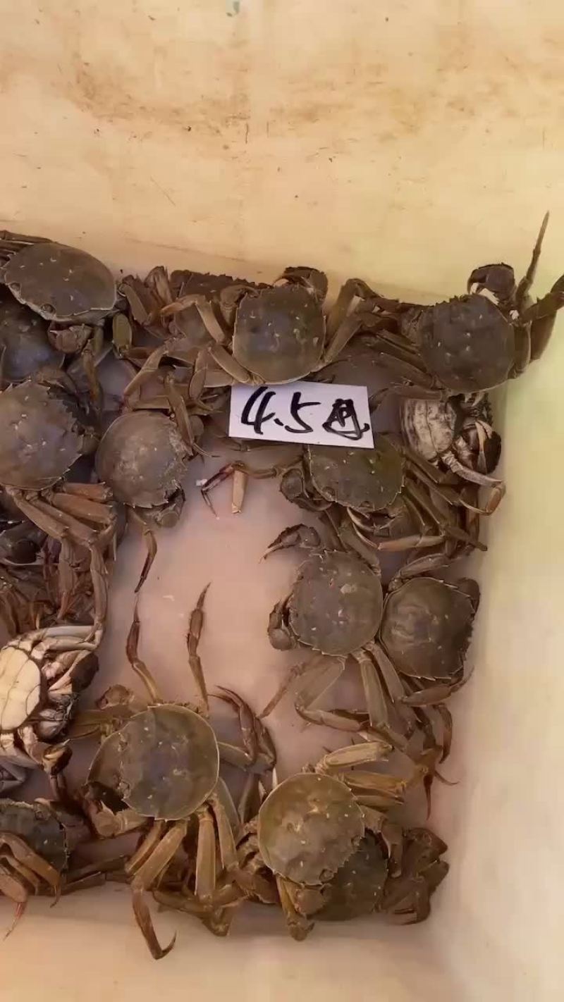 大闸蟹，微山湖大闸蟹