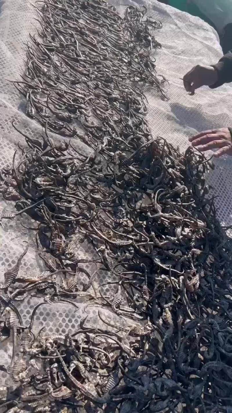 海龙