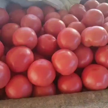 禹城精品硬粉西红柿大量供应，万亩直供