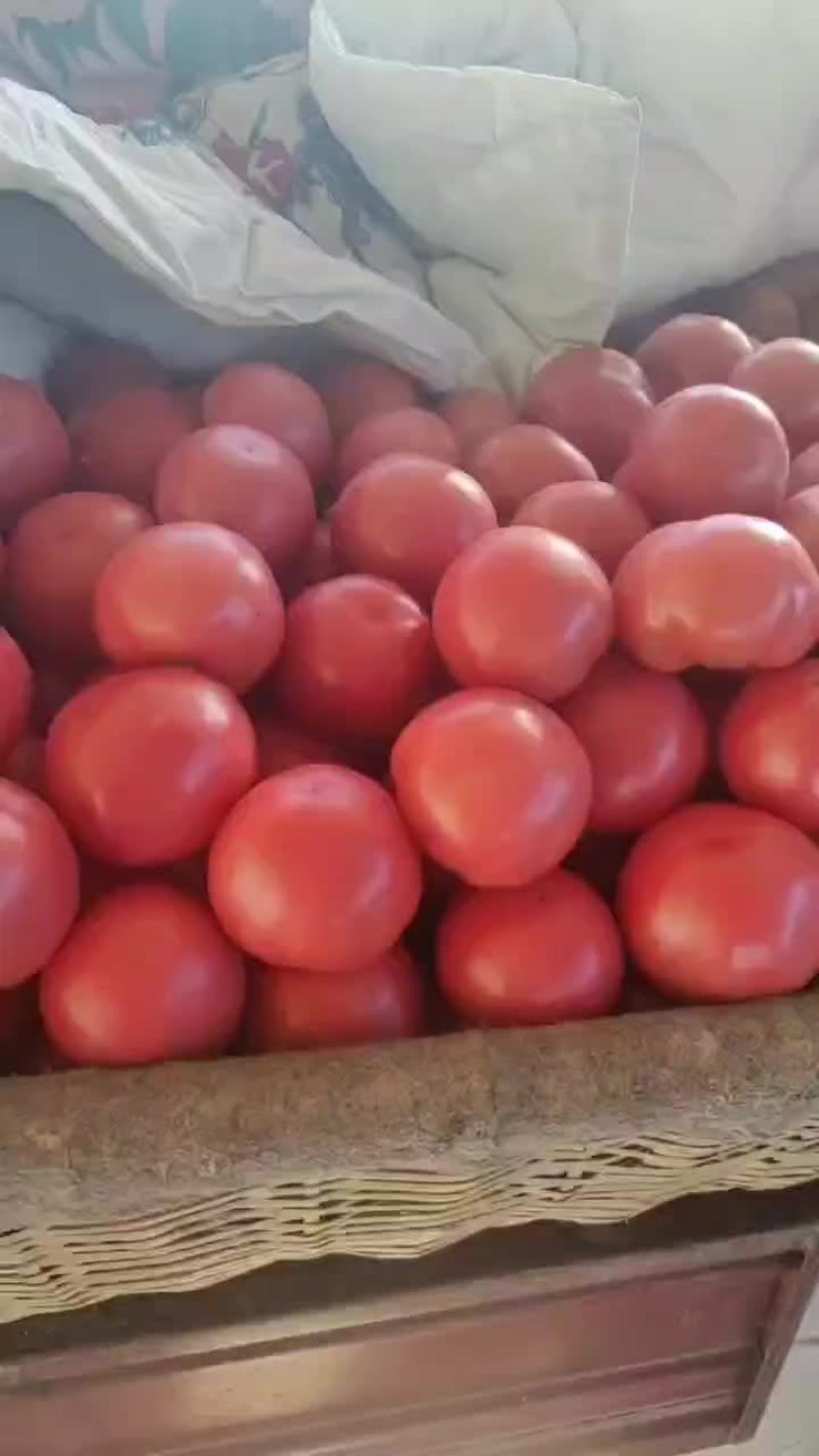 禹城精品硬粉西红柿大量供应，万亩直供