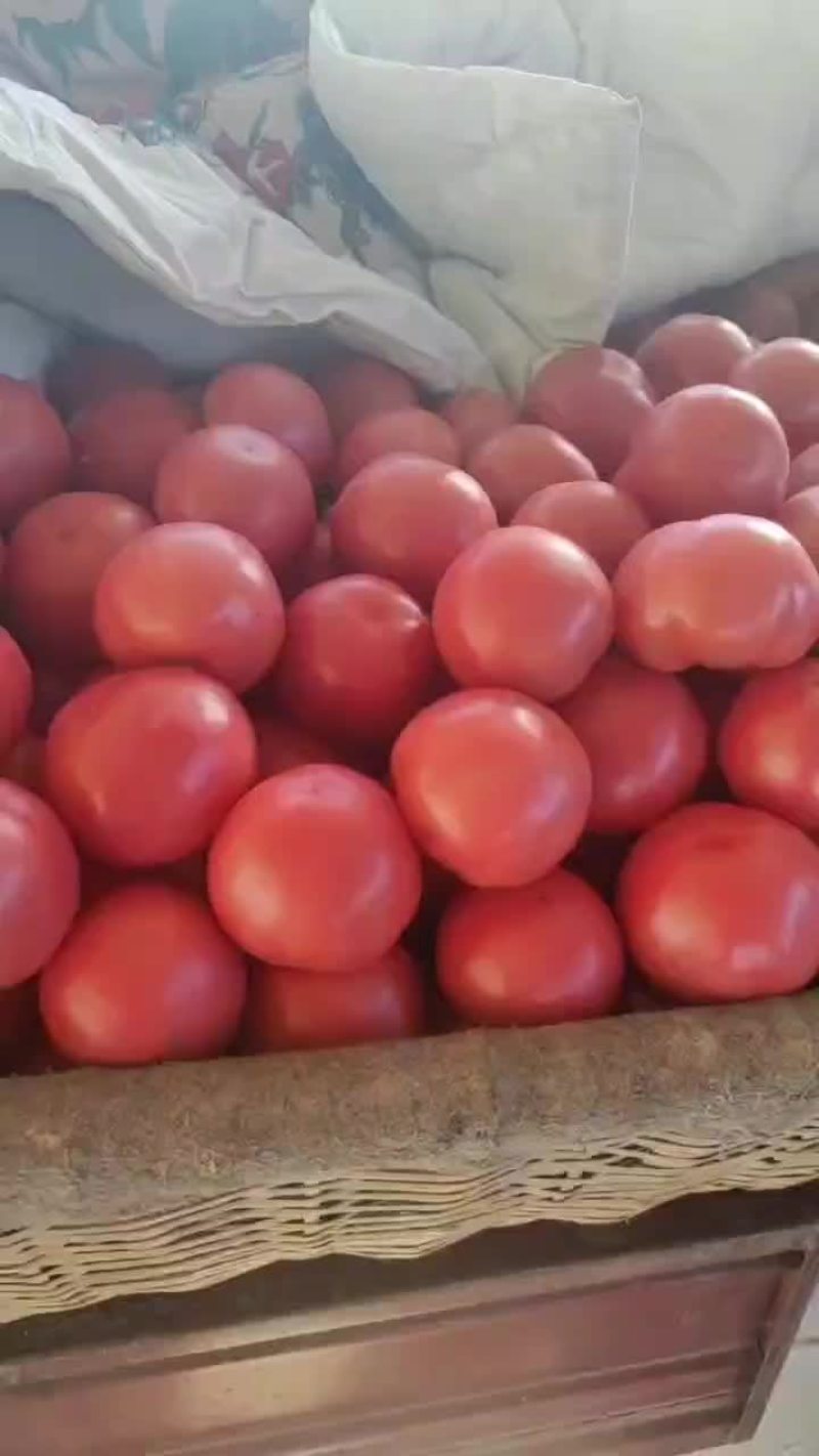 禹城精品硬粉西红柿大量供应，万亩直供