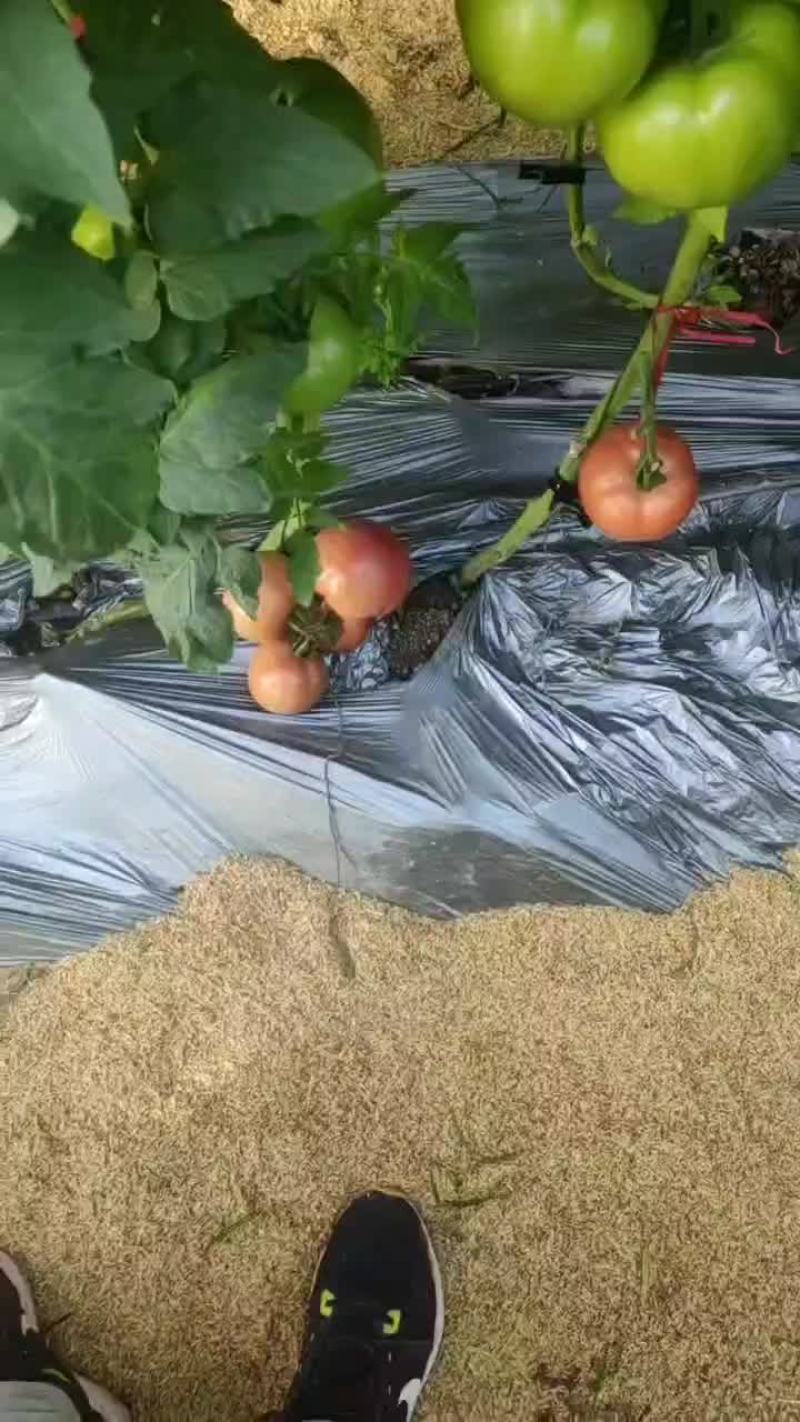 禹城精品硬粉西红柿大量供应，万亩直供