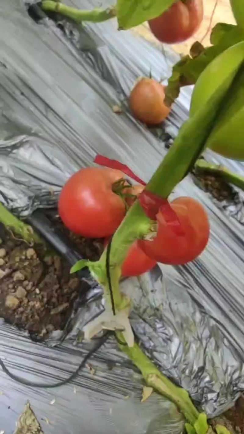 禹城精品硬粉西红柿大量供应，万亩直供