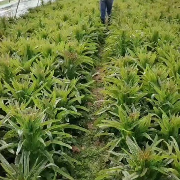 宿州市埇桥区