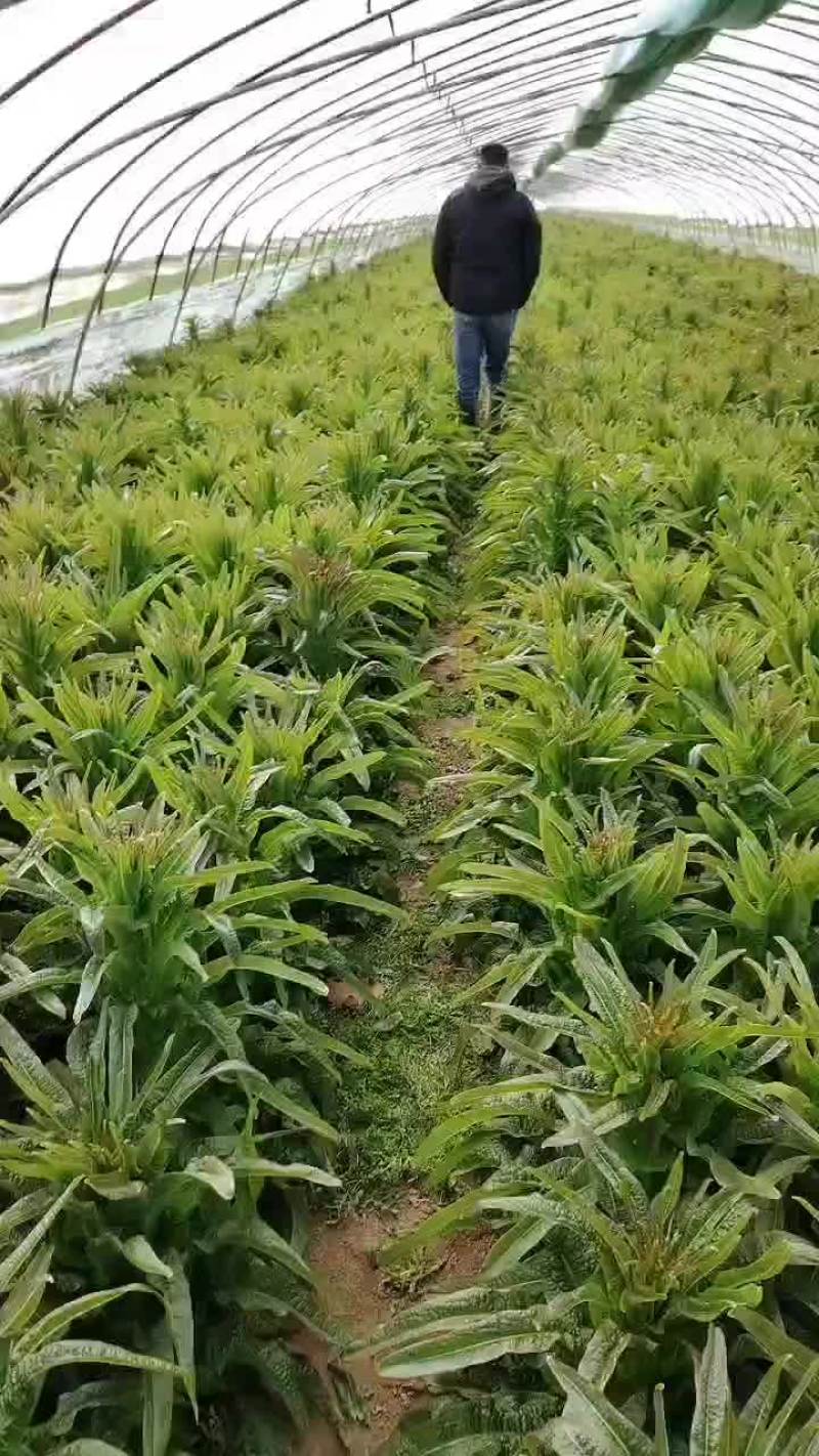 宿州市埇桥区