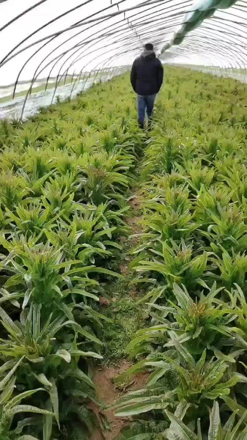 宿州市埇桥区