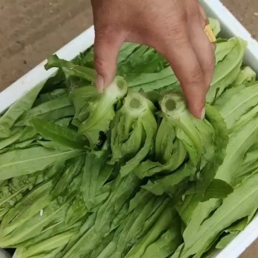 精品油麦菜