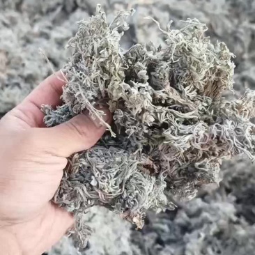 前期绵茵陈4吨