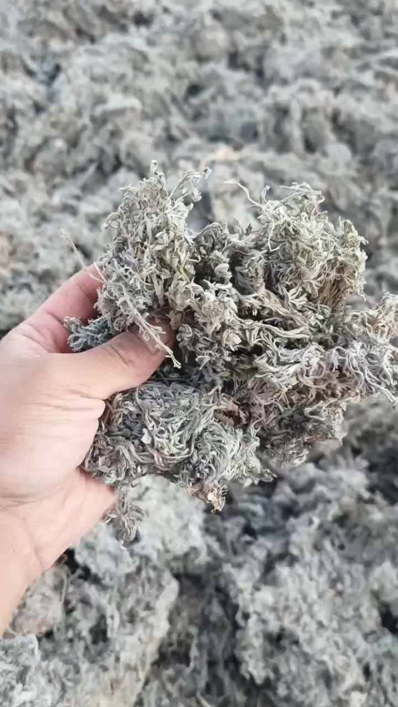 前期绵茵陈4吨