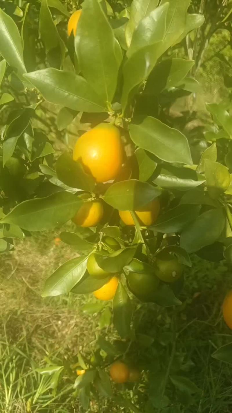 脆蜜金桔。想要的可以看一下也不多。