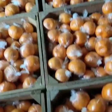 蓬柑，大量供货，质量上乘，价格优，包上车，可提供塑料箱子