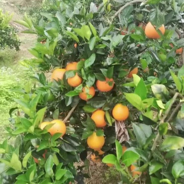 想卖齐橙鲜果，价格面谈