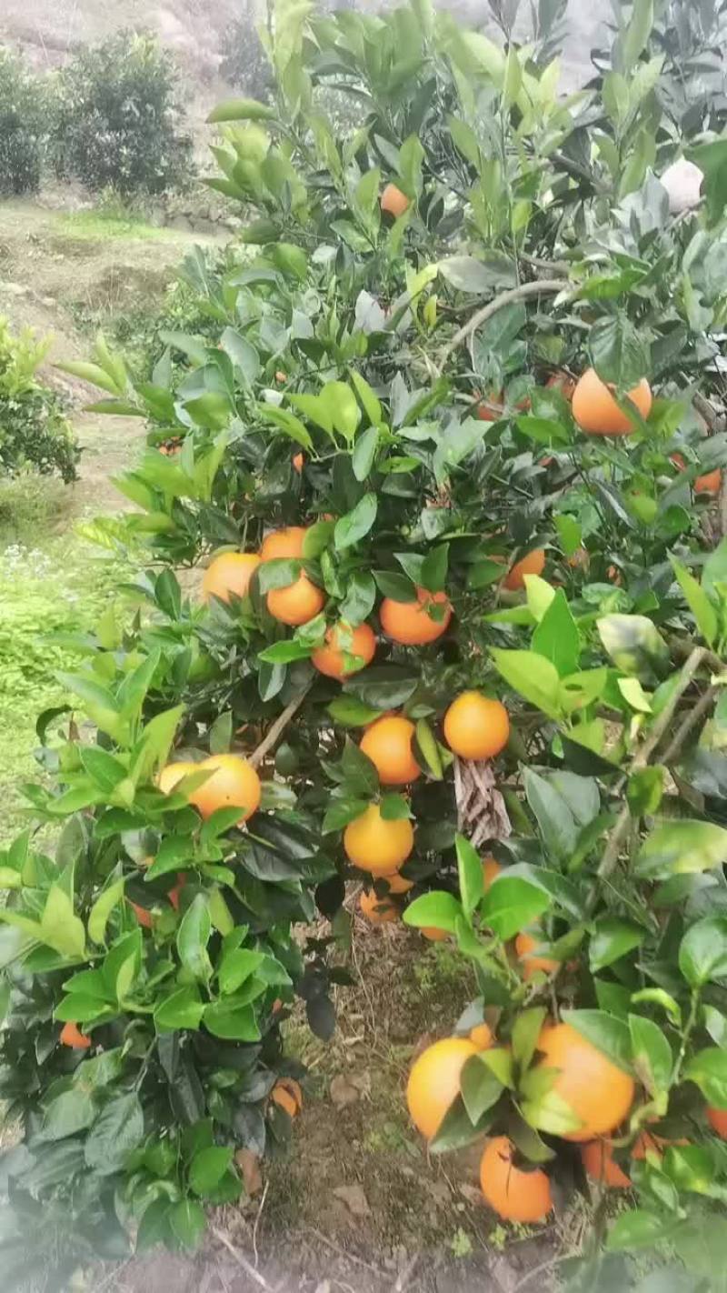 想卖齐橙鲜果，价格面谈