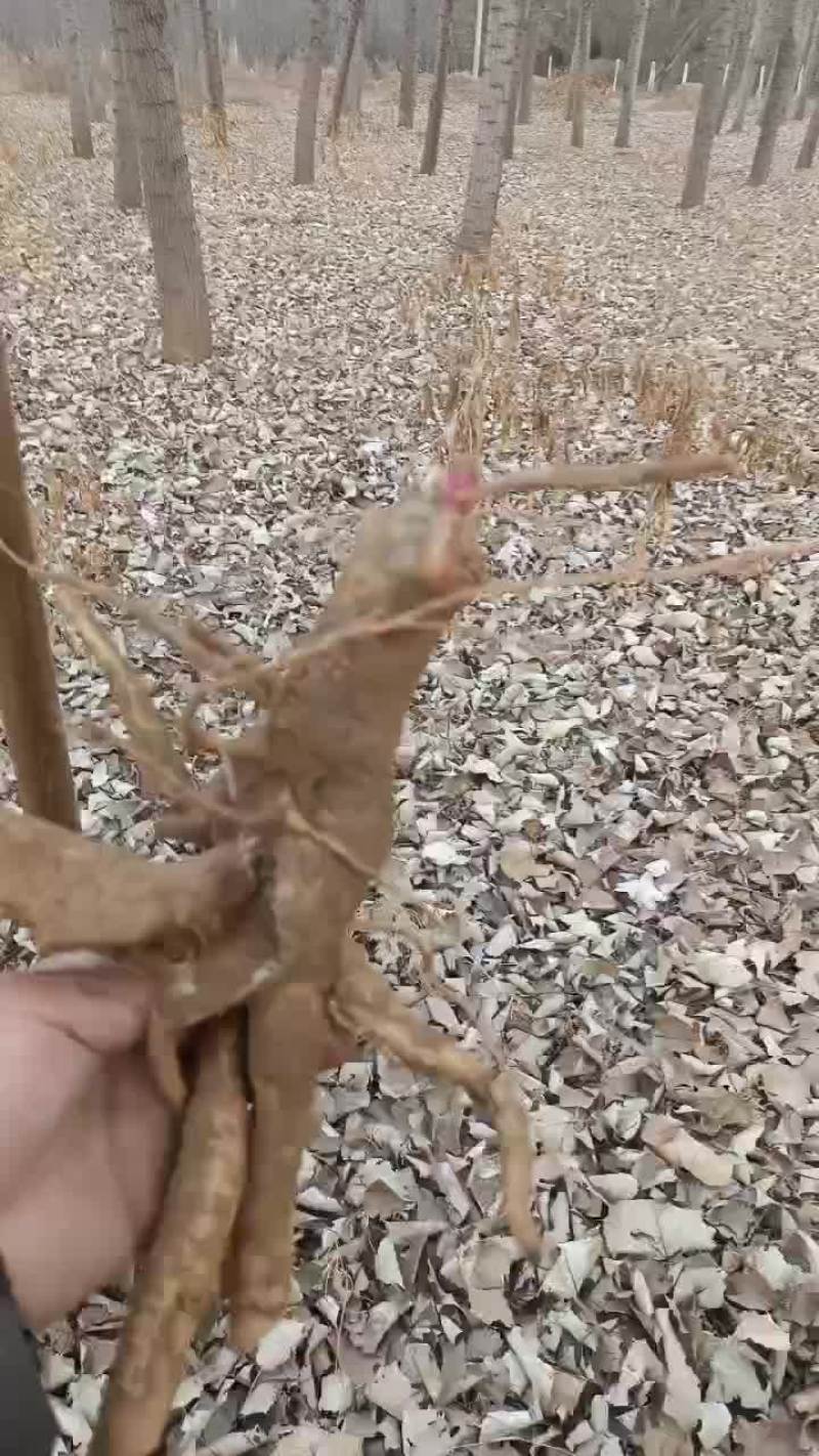商陆中药草，草药根，大量有货。有需要可以联系我哦！