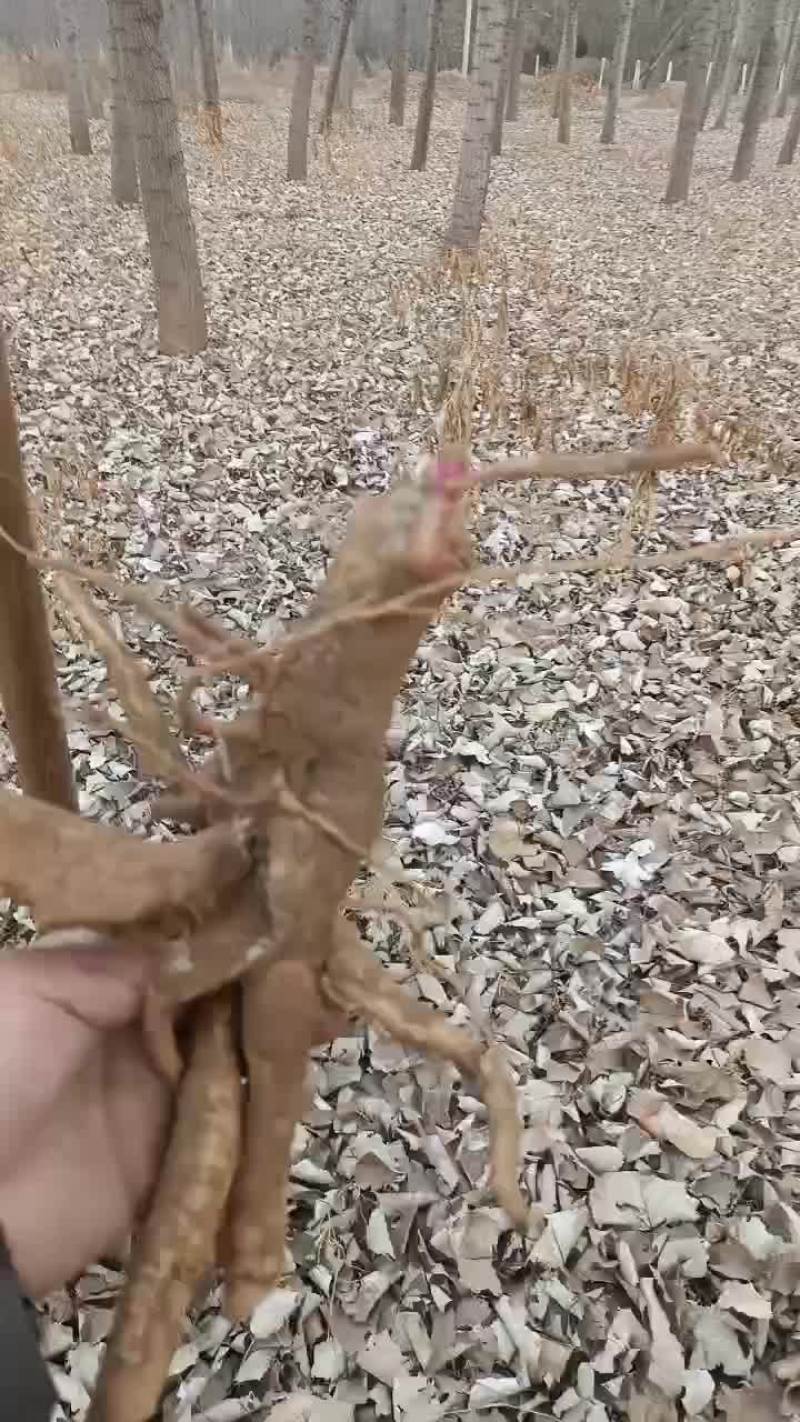 商陆中药草，草药根，大量有货。有需要可以联系我哦！