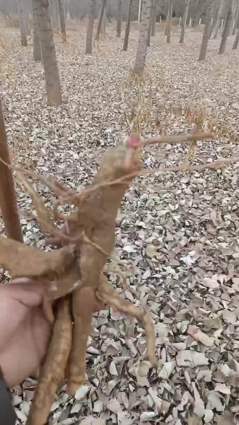 商陆中药草，草药根，大量有货。有需要可以联系我哦！