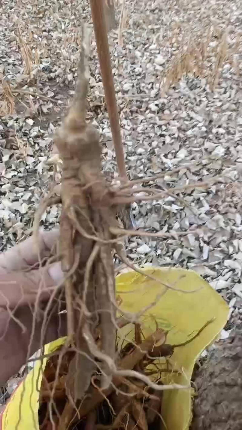 商陆中药草，草药根，大量有货。有需要可以联系我哦！