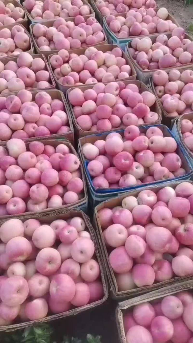 精品红富士苹果