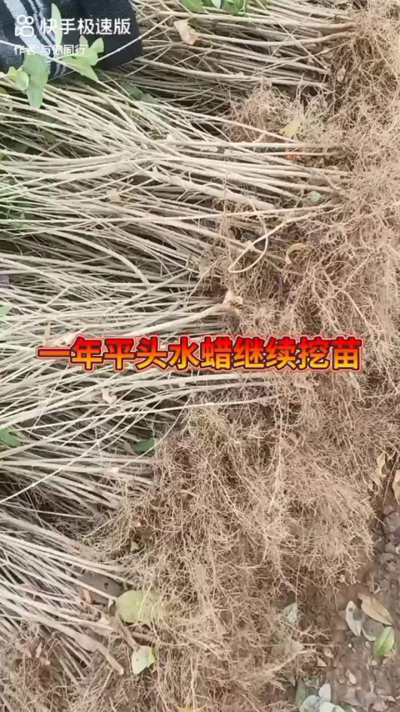 地接金叶榆