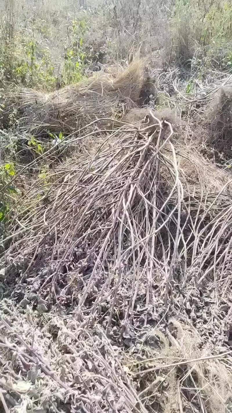 排草