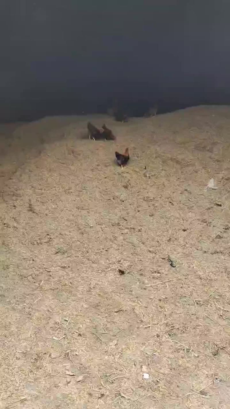 稻谷憋壳