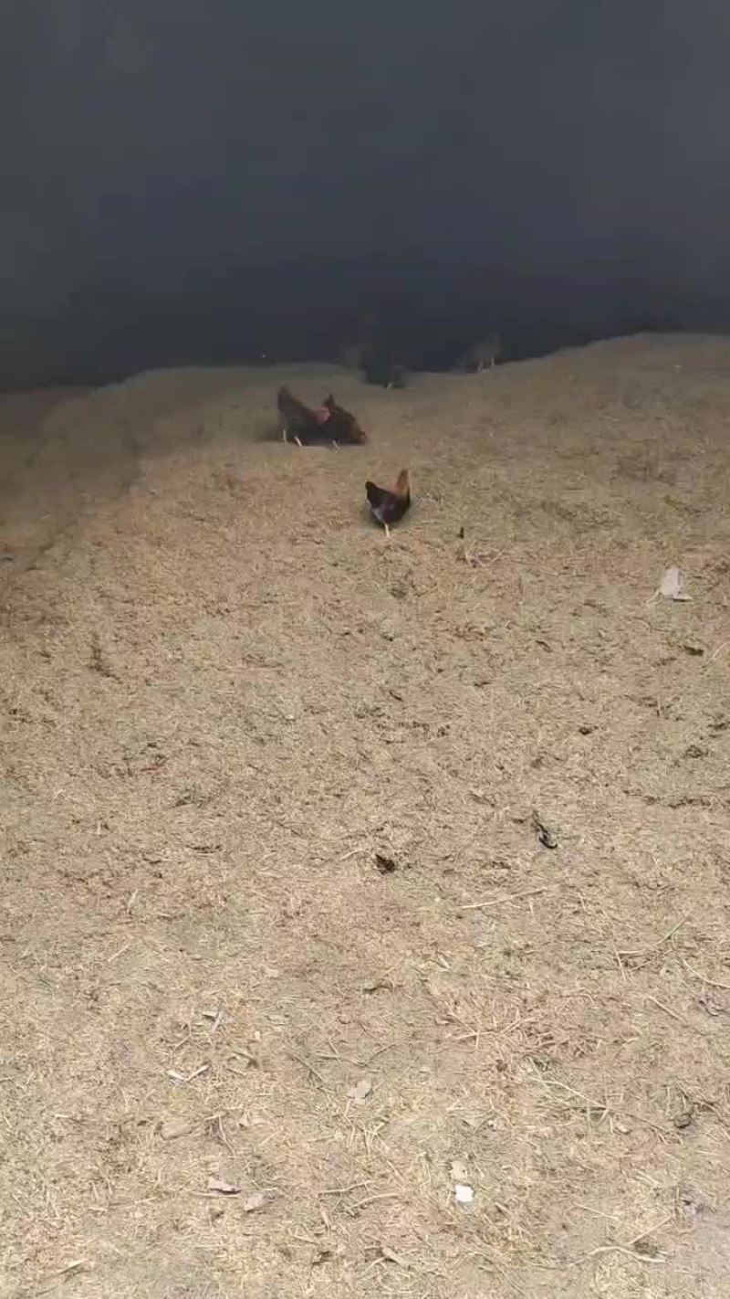 稻谷憋壳
