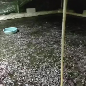 埃及鱼苗
