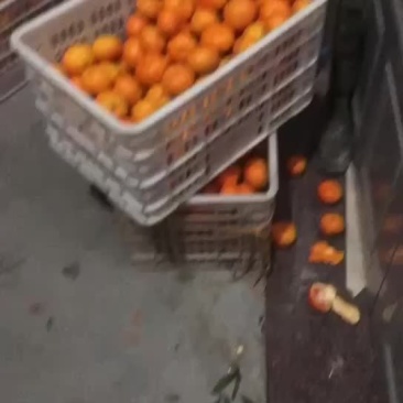 正宗涌泉蜜橘