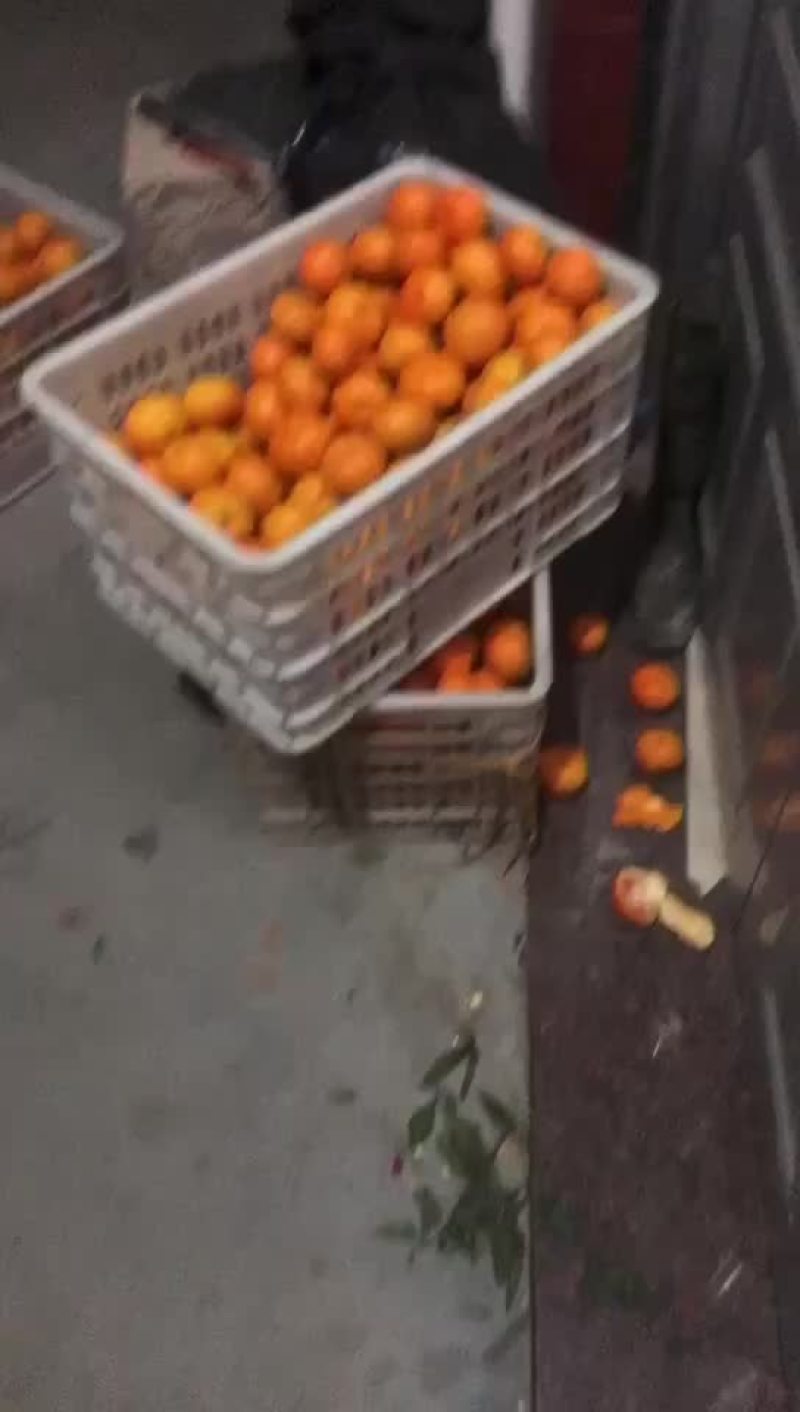 正宗涌泉蜜橘