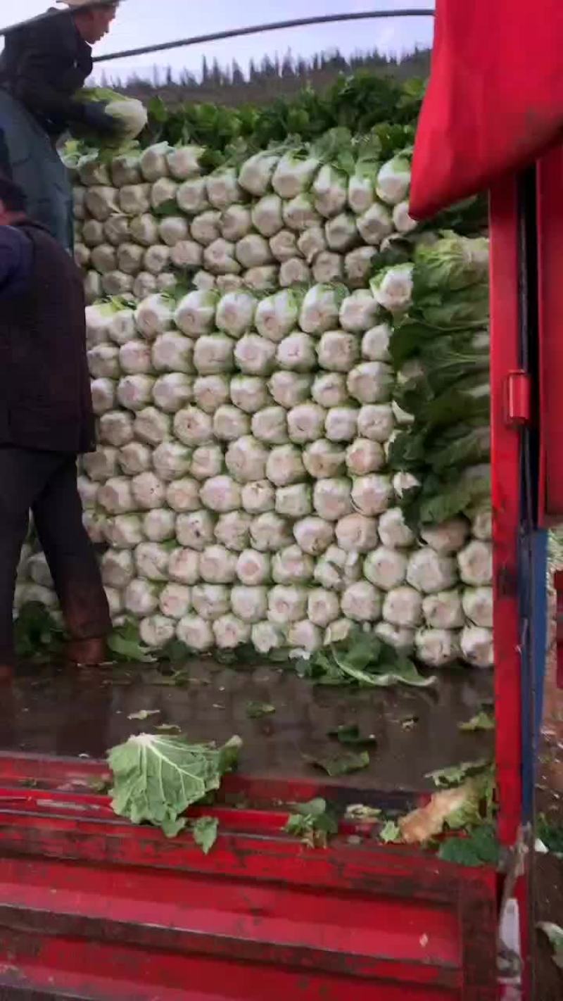 精品高源山地白菜