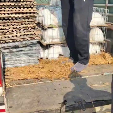 养殖户大哥100只回家养殖
