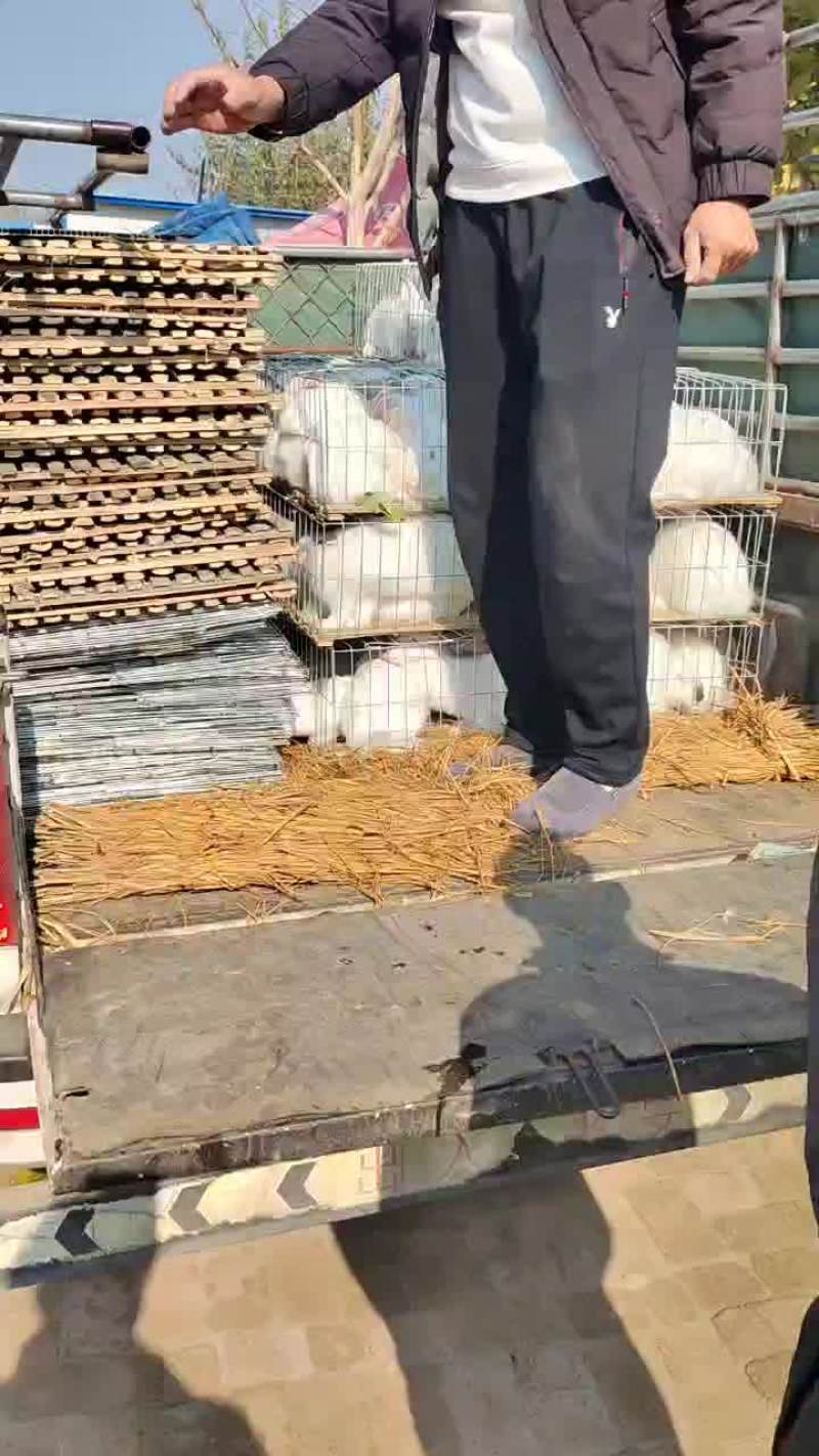 养殖户大哥100只回家养殖
