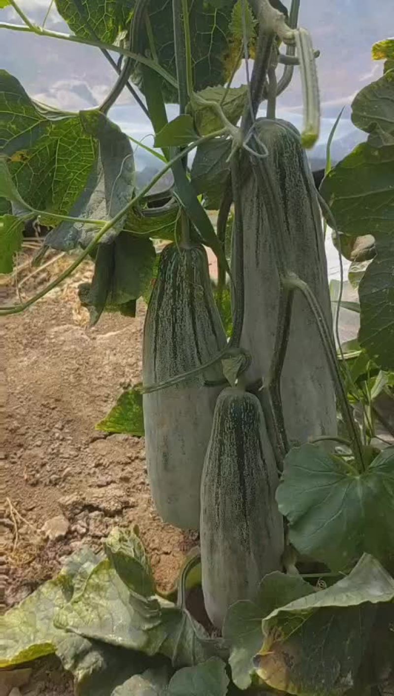 山东寿光甜瓜苗