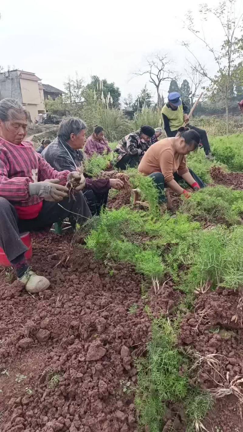 天冬苗