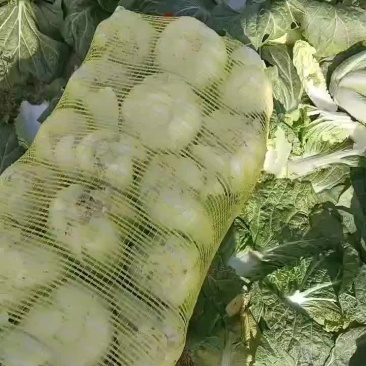 河南娃娃菜，大娃娃小娃娃都是娃娃，产地直发！