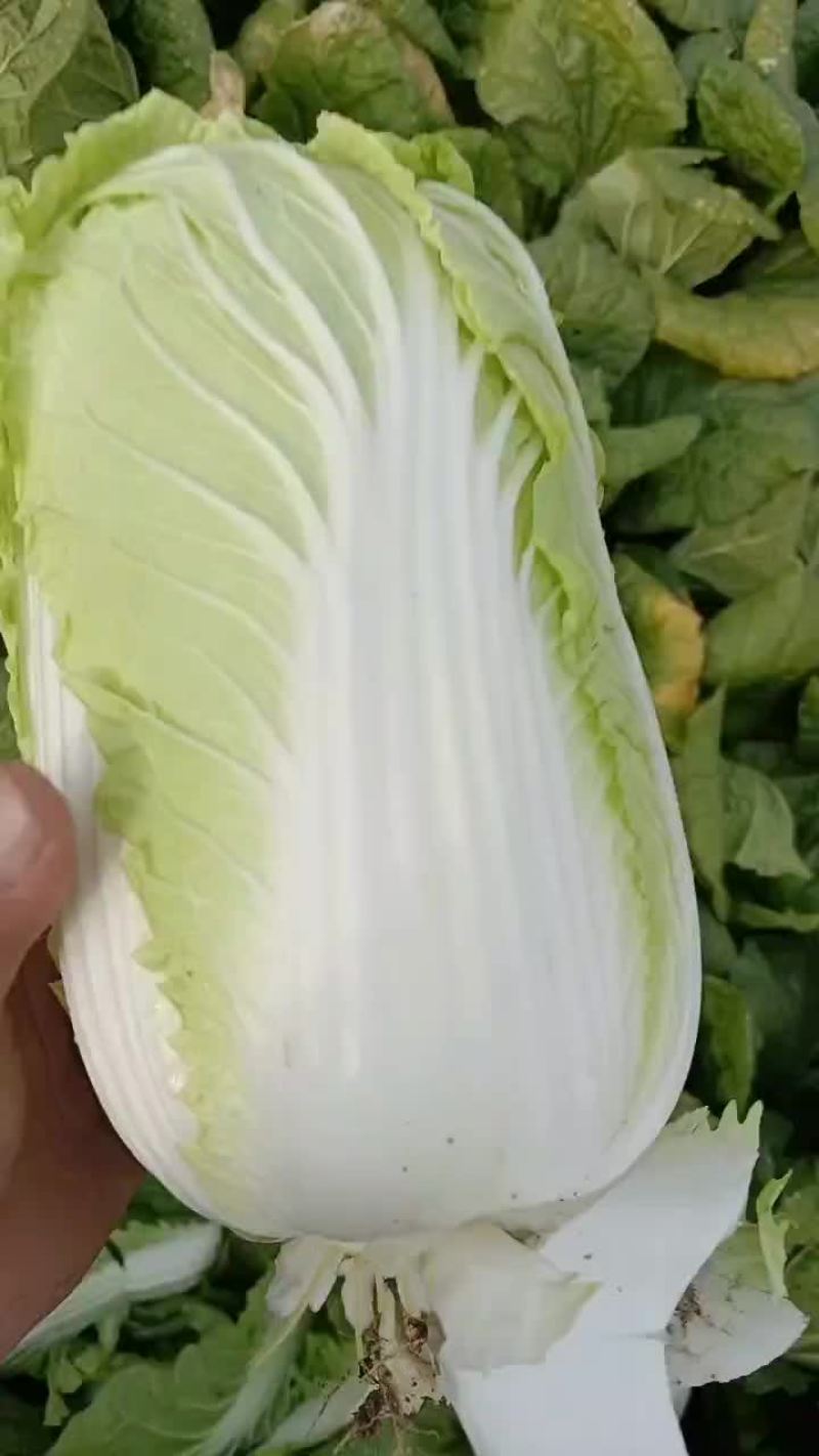 河南娃娃菜，大娃娃小娃娃都是娃娃，产地直发！