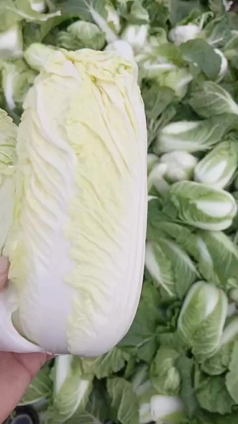 河南娃娃菜，大娃娃小娃娃都是娃娃，产地直发！