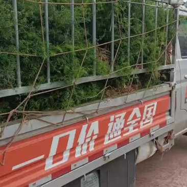 天冬苗