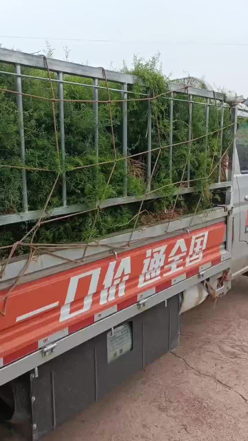 天冬苗