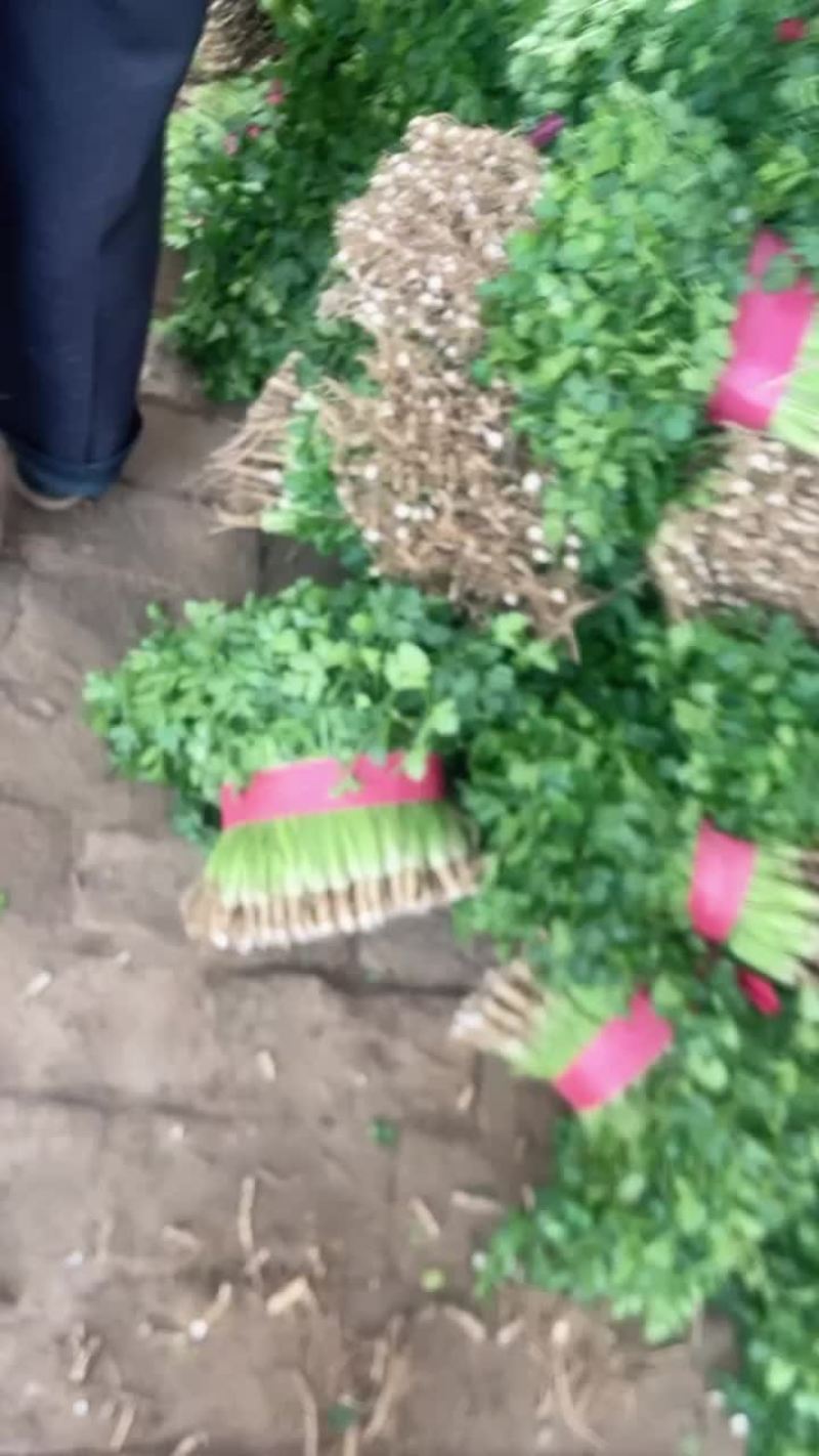 香菜