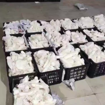 新鲜竹荪