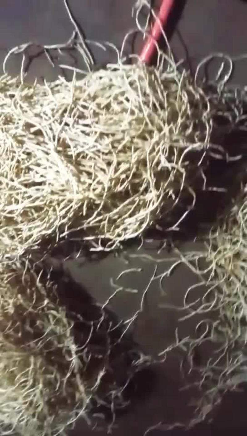 现挖折耳根