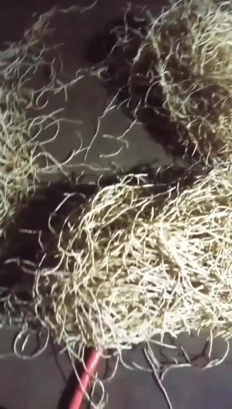 现挖折耳根