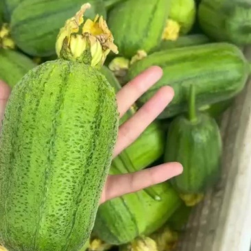 山东苹果丝瓜