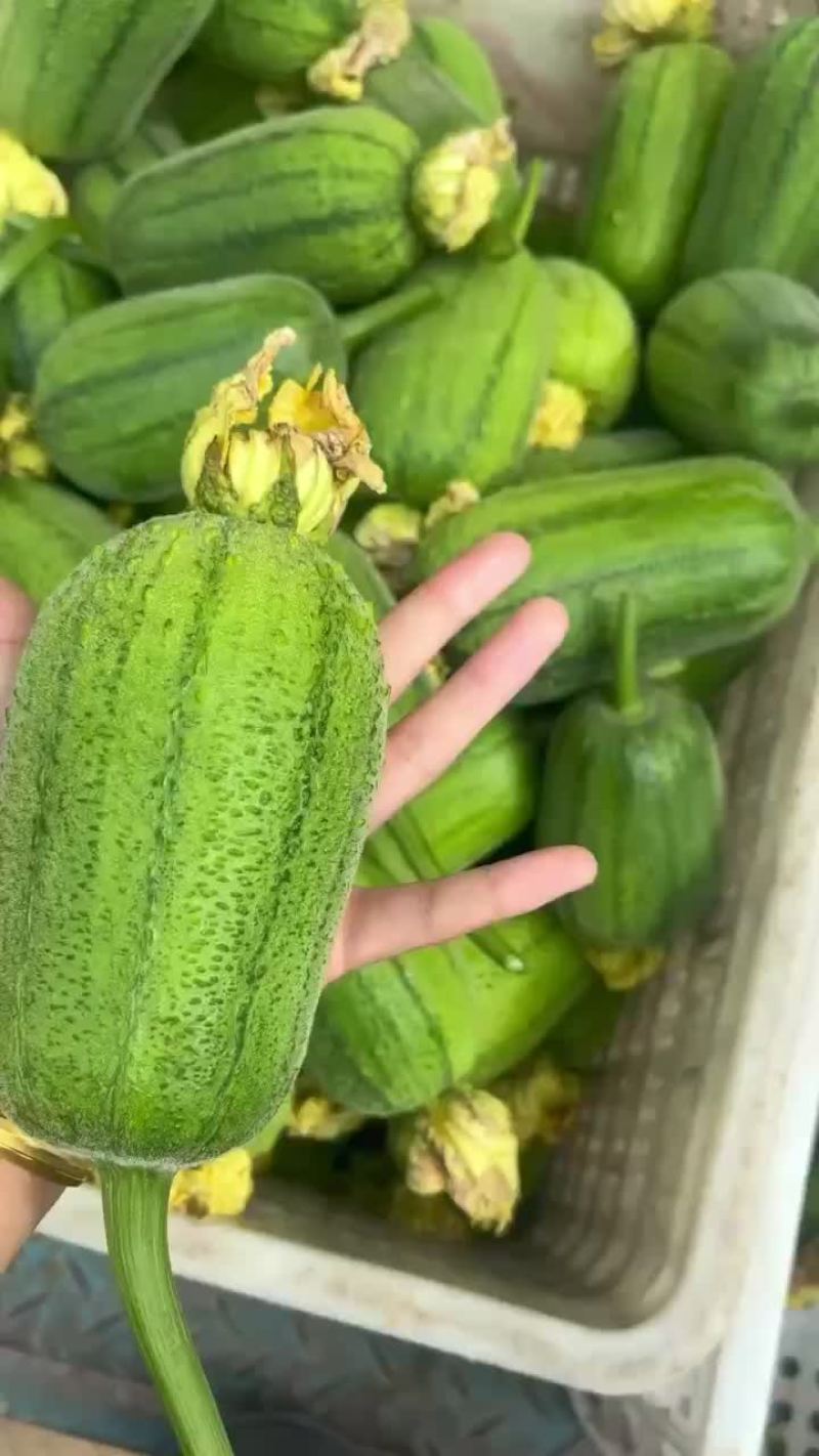 山东苹果丝瓜
